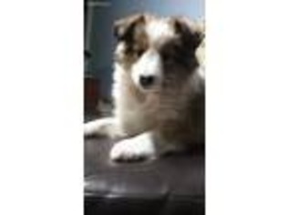 Shetland Sheepdog Puppy for sale in New Holland, PA, USA