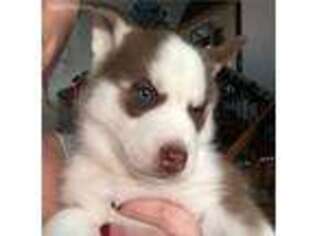 Siberian Husky Puppy for sale in Unionville, IA, USA