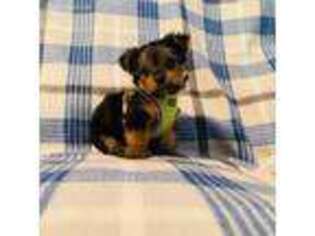 Yorkshire Terrier Puppy for sale in Green Cove Springs, FL, USA