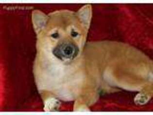 Shiba Inu Puppy for sale in West Lafayette, OH, USA