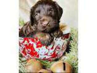 Labradoodle Puppy for sale in Factoryville, PA, USA