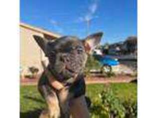 French Bulldog Puppy for sale in La Palma, CA, USA