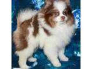 Pomeranian Puppy for sale in Spokane, MO, USA