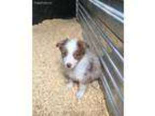 Australian Shepherd Puppy for sale in Weaverville, NC, USA