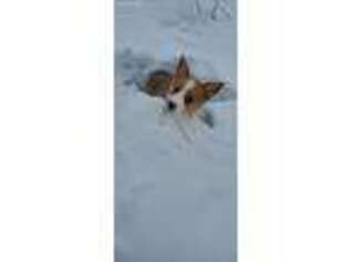Pembroke Welsh Corgi Puppy for sale in Laclede, MO, USA