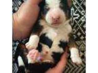 Mutt Puppy for sale in Polson, MT, USA