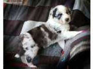 Border Collie Puppy for sale in Hillsboro, KS, USA