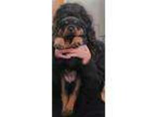 Rottweiler Puppy for sale in Jacksonville, FL, USA