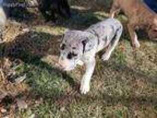 Great Dane Puppy for sale in Evans, CO, USA