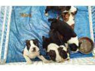 Boston Terrier Puppy for sale in Cocoa, FL, USA