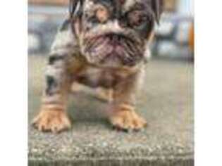 Bulldog Puppy for sale in Trion, GA, USA