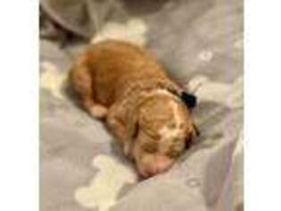 Goldendoodle Puppy for sale in Fleming, OH, USA