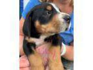 Greater Swiss Mountain Dog Puppy for sale in Holbrook, MA, USA