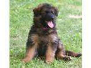 German Shepherd Dog Puppy for sale in New Philadelphia, OH, USA