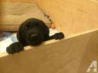 Labrador Retriever Puppy for sale in CITY OF INDUSTRY, CA, USA