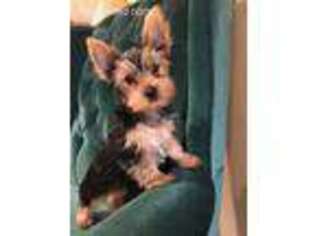 Yorkshire Terrier Puppy for sale in Brandon, SD, USA