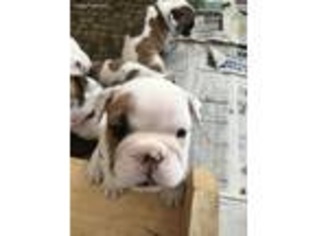 Bulldog Puppy for sale in Brighton, MI, USA