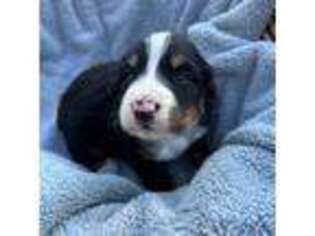 Bernese Mountain Dog Puppy for sale in New Kent, VA, USA
