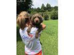 Labradoodle Puppy for sale in Pleasant View, TN, USA