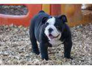 Bulldog Puppy for sale in Kinsman, OH, USA