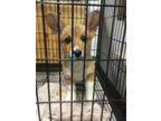 Pembroke Welsh Corgi Puppy for sale in Jenkinsburg, GA, USA