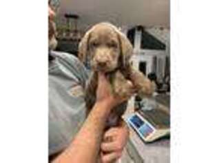 Labrador Retriever Puppy for sale in Shady Point, OK, USA
