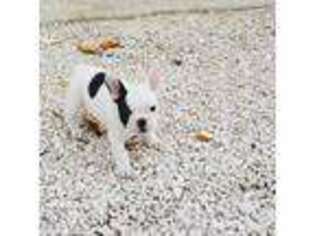 French Bulldog Puppy for sale in San Marcos, TX, USA