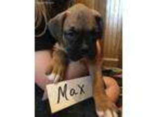 Boxer Puppy for sale in Plaucheville, LA, USA