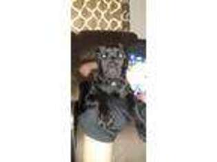 Cane Corso Puppy for sale in Barstow, CA, USA