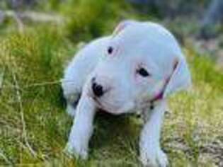 Dogo Argentino Puppy for sale in Belfair, WA, USA
