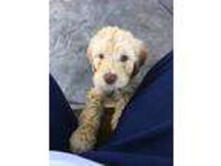 Labradoodle Puppy for sale in Roseville, CA, USA