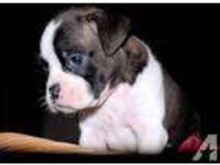 Boxer Puppy for sale in GRAHAM, WA, USA