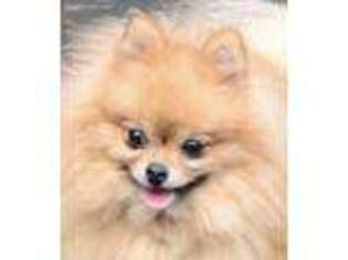 Pomeranian Puppy for sale in Springfield, OR, USA