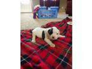 American Bulldog Puppy for sale in Eldorado, IL, USA