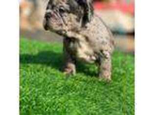 French Bulldog Puppy for sale in West Fork, AR, USA