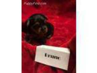 Yorkshire Terrier Puppy for sale in Arizona City, AZ, USA