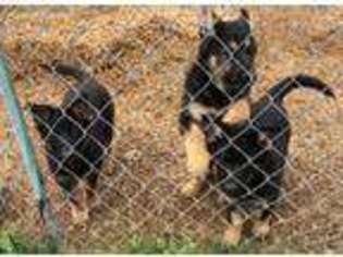 German Shepherd Dog Puppy for sale in Bluff City, TN, USA