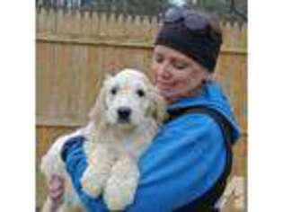 Goldendoodle Puppy for sale in ROCHESTER, MA, USA