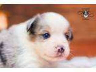 Miniature Australian Shepherd Puppy for sale in Fulton, MO, USA