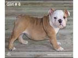 Bulldog Puppy for sale in Needville, TX, USA