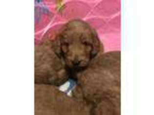 Goldendoodle Puppy for sale in Muncie, IN, USA