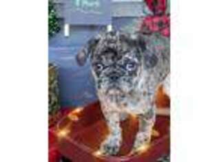 Frenchie Pug Puppy for sale in Unknown, , USA