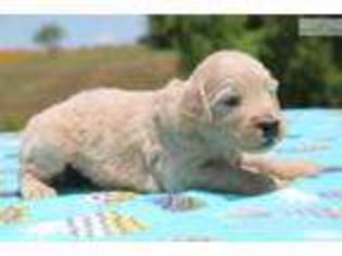 Goldendoodle Puppy for sale in Jackson, TN, USA