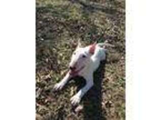 Bull Terrier Puppy for sale in Gainesville, TX, USA
