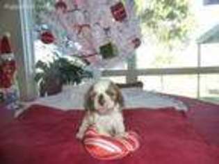 Cavalier King Charles Spaniel Puppy for sale in Laguna Park, TX, USA