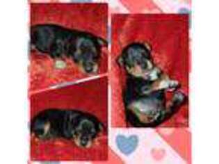 Miniature Pinscher Puppy for sale in Montrose, AR, USA
