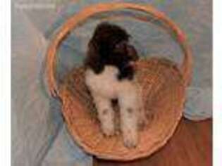 Labradoodle Puppy for sale in Galion, OH, USA