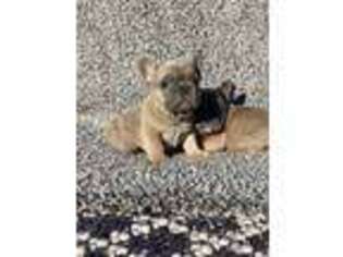French Bulldog Puppy for sale in Yuba City, CA, USA
