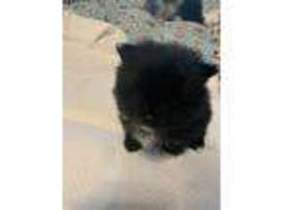 Pomeranian Puppy for sale in Bryson City, NC, USA
