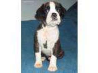Boxer Puppy for sale in Siloam Springs, AR, USA